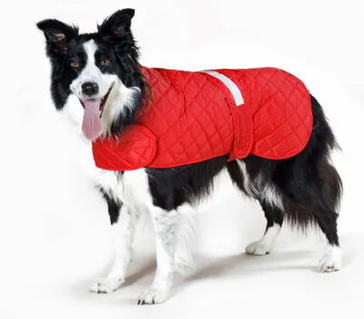 Produktbild von Cosipet Hunde-Rettungskleidung/Hundeanorak