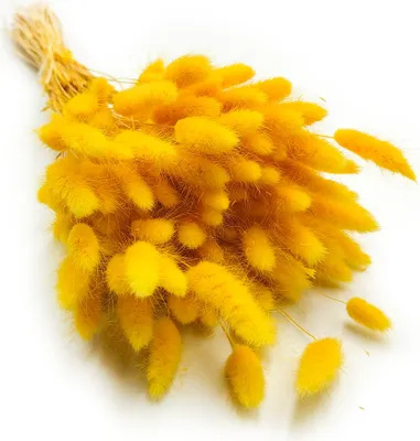 Produktbild von Getrocknete Hasenschwanzgras - (Lagurus) - Gelb