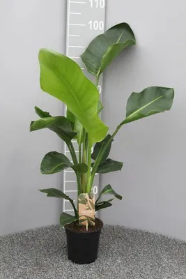 Zdjęcie produktu dla Drzewko - Strelitzia Nicolai, roslina doniczkowa, srednica 17cm, wysokosc 70cm