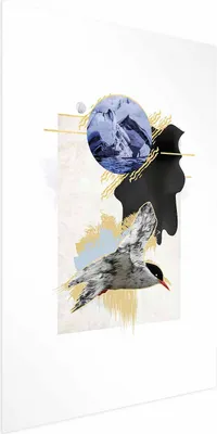 Produktbild von Posterpapier Poster - Antarctic Tern 29.7x42 cm Tiere g-A-0164-ao-a