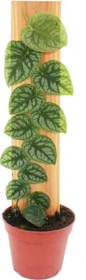 Zdjęcie produktu dla Monstera dubia na pokladzie - rzadkosc - dwuwymiarowy lisc okienny - doniczka 14 cm