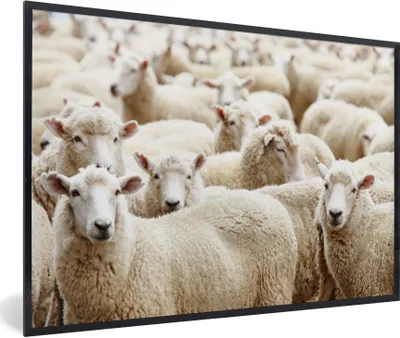 Produktbild von MuchoWow® Gerahmtes Poster Schafe - Wolle - Weiß 30x20 cm - Poster mit Schwarzem Bilderrahmen Wandposter Rahmen Foto Bilder - Kunstdruck - Bild-Poster