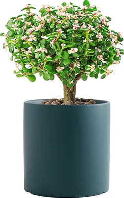 Obrázek produktu pro Keramické květináče pro pokojové rostliny, jednobarevné květináče s drenážním otvorem (tmavě zelené, 8 cm)