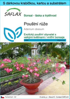 Obrázek produktu pro SAFLAX Dárková sada - pouštní růže - Adenium obesum - 8 Semena - S dárkovou krabičkou, přepravním štítkem, dárkovou kartou a pěstebním médiem