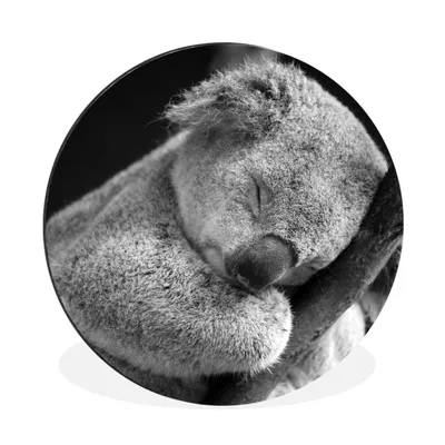 Produktbild von MuchoWow® Aluminium Wandkreis Koala - Zweig - Schwarz - Kinder - Jungen - Mädchen Ø 30 cm Wanddeko Modern Wohnzimmer - Wand Bild - Wohnzimmer - Runde Bilder - Alubilder - Kunst für zu Hause - Aluminium - Wanddekoration