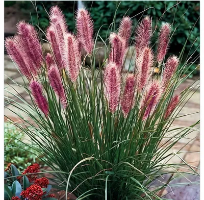 Obrázek produktu pro Pennisetum alopecutoides Červenohlávka 1L