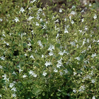 Produktbild von 6 x Kleinblütige Bergminze  - Calamintha nepeta 'White Cloud'  | Topf 9cm x 9cm