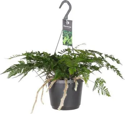 Produktbild von Hasenpfotenfarn Davallia Bullata Ø17cm 30cm Pflegeleichter Zimmerfarn Deko