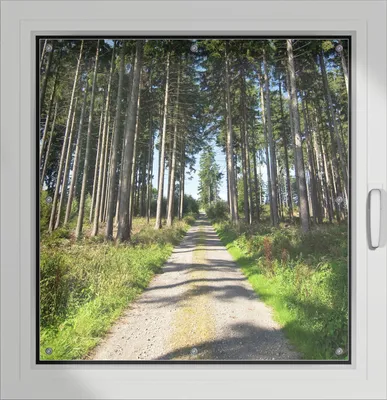 Produktbild von Wallario Lichtschutzbild, Dekorativer Sichtschutz Sonnenschutz 96 x 100 cm mit Motiv: Stiller Waldweg - Verdunklung ohne Bohren