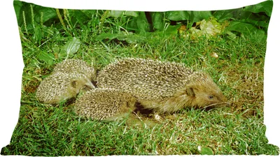Produktbild von MuchoWow® Zierkissen Sofakissen Wohnzimmer Dekokissen 50x30 cm Igel mit drei Igelbabys - Wohnzimmerdekoration - Polster mit Photo