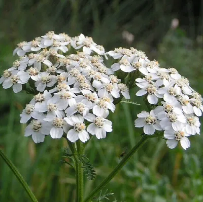 Immagine prodotto di 6 x Achillea millefolium 'Weisses Wunder'  | Vaso 9 cm x 9 cm
