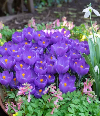 Produktbild von BALDUR Garten 12x Riesen-Krokus 'Aqua', Zwiebeln mit Umfang 6-8 cm, tiefblaue Blütenfarbeer Ideal für Beete & Schalen, mehrjährig & winterhart, Blickfang im Garten, Beet ,Terrasse & Balkon