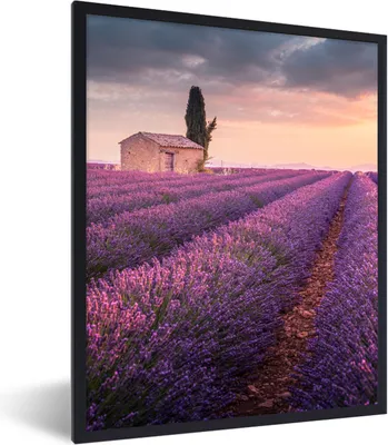 Produktbild von MuchoWow® Gerahmtes Poster Lavendel - Blumen - Lila - Feld 60x80 cm - Poster mit Schwarzem Bilderrahmen Wandposter Rahmen Foto Bilder - Premium - Wanddeko Wohnzimmer