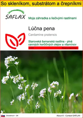Obrázok produktu pre SAFLAX Kultivačný set - lúčna pena - Cardamine pratensis - 100 Semená - S mini skleníkom, pestovateľským substrátom a 2 črepníkmi