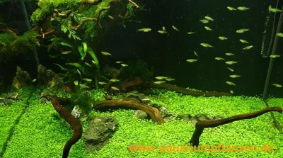 Produktbild von Glossotigma Wiese für ein 80 l Aquarium (20)