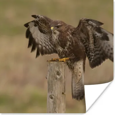 Produktbild von MuchoWow® Poster Bussard - Vogel - Pfahl 75x75 cm - Wand Dekoration