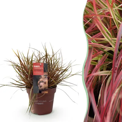 Produktbild von GreenboutiQ - Ziergräser - Uncinia rubra Everflame - Rot - 1 Pflanze - Immergrün - Winterhart - Topf 17cm Höhe 50cm