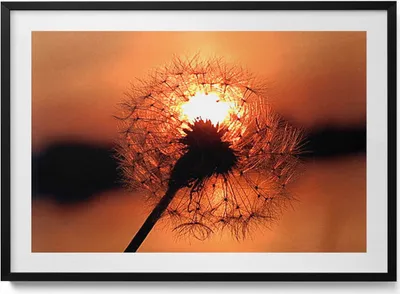 Produktbild von Schmeißfliege bei Sonnenuntergang– Wandbild mit Rahmen – Gerahmtes Bild  – Wanddekoration – 100x70 cm –  Schwarz Rahmen