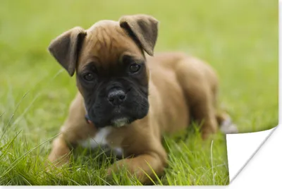 Produktbild von MuchoWow® Poster Boxerwelpe liegt im grünen Gras 180x120 cm - Fotoplakat