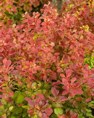Produktbild von Berberis thunbergii 'Erecta', Säulen-Berberitze, 40–50 cm