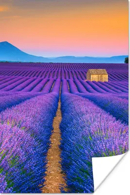 Produktbild von MuchoWow® Poster Lavendel - Lila - Blumen 80x120 cm - Papierdruck
