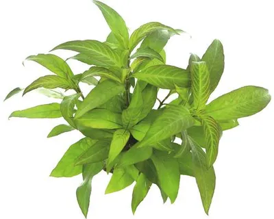 Obrázek produktu pro Mokřanka Hygrophila corymbosa ´Stricta´