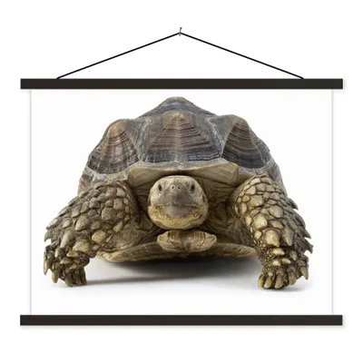 Produktbild von MuchoWow® Textilposter Schildkröte - Tiere - Weiß 120x90 cm mit schwarzem Rahmen - Aufhänger für Poster