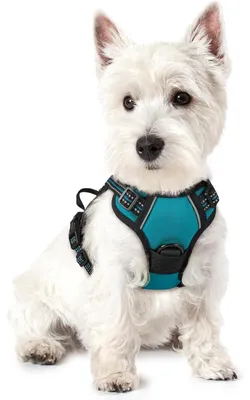 Image de Harnais pour chien anti-traction, réglable, bleu-vert, taille XS
