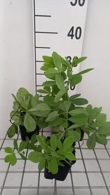 Produktbild von 6 x  Baptisia decadence 'Blueberry Sundae'® - pseudodictamnus - Topf 9 x 9 cm