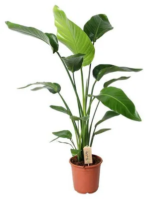 Obrázek produktu pro Strom - Strelitzie - Strelitzia Nicolai - pokojová rostlina - Ø21cm - Ø100cm
