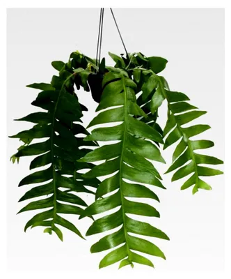 Produktbild von Epiphyllum anguliger chrysocardium - Sägeblattkaktus - 14 cm Ampeltopf