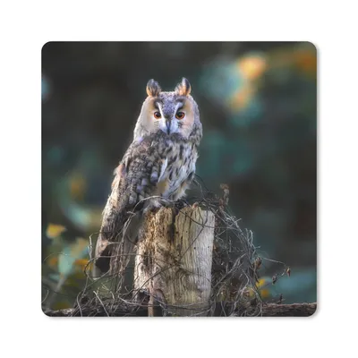 Produktbild von MuchoWow® Mauspad Mousepad Eule - Herbst - Vogel - Äste 20x20 cm - Mousepads - Maus Mat - Pad - Mausunterlage - Desk Mat - Bureauartikeln