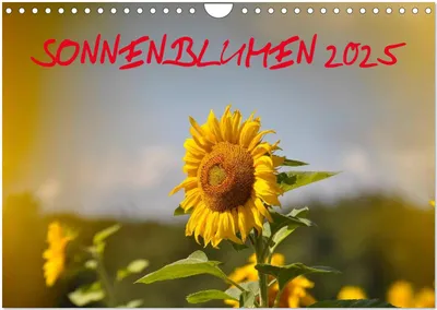Produktbild von Sonnenblumen 2025 (Wandkalender 2025 DIN A4 quer), CALVENDO Monatskalender