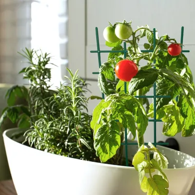 Produktbild von Metallisches Gartenlatwerk Pflanzenunterstützung Spalier - 4 Stück mit 2 Kunststoff-Kletterpflanzen Unterstützung Spalier 30 Stück DIY Gartenpflanzen Unterstützung Bindungen Innen Kletterpflanzen Spalier