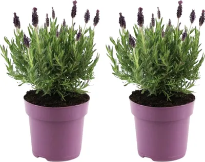 Zdjęcie produktu dla Lawenda francuska - 2 szt - Lavandula stoechas 'Anouk' - W25-35cm - ⌀15cm