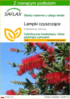 Zdjęcie produktu dla SAFLAX - Lampki czyszczące - 400 Nasiona - Z podłożem uprawowym wolnym od zarazków - Callistemon citrinus