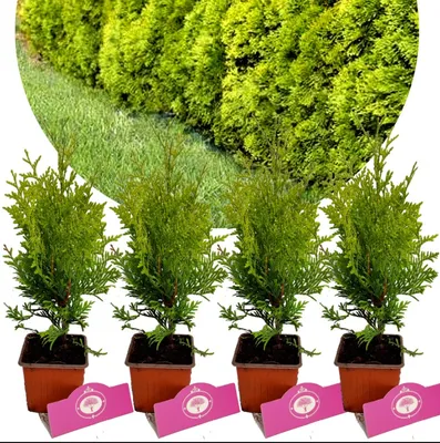 Image de Lot de 4 thuyas occidentaux – Thuja occ. 'Golden Brabant'® – Hauteur 30 cm – Pot 9 cm