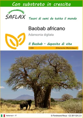 Immagine prodotto di SAFLAX  - Baobab africano - 6 semi - Con substrato - Adansonia