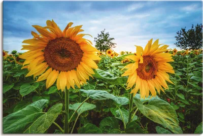 Produktbild von ARTland Leinwandbild Sonnenblumen I Größe: 120x80 cm