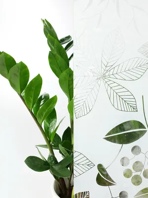 Produktbild von Statisch Fensterfolie 45x50 cm - Felicia - Statische Sichtschutzfolie ohne Kleber aus PVC - Selbsthaftende Glasfolie für Lichtdurchlass und Privatsphäre - Fensterfolie statisch haftend