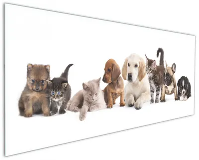Produktbild von Wallario Küchenrückwand aus Glas, Größe: 125 x 50 cm, Motiv: Hundewelpen und Katzenjunge | Spritzschutz | abwischbar | pflegeleicht | in