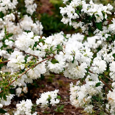 Zdjęcie produktu dla Zestaw 4 krzewów bzu pachnącego (Philadelphus ‘Schneesturm’) – białe kwiaty – doniczka 9 cm