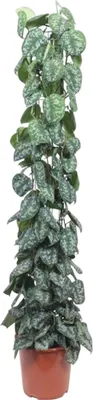 Produktbild von Scindapsus Pictus Trebie Gaasrek - 160 Cm - Ø27