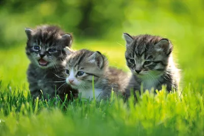 Produktbild von Fototapete - Kittens 375x250cm - Vliestapete