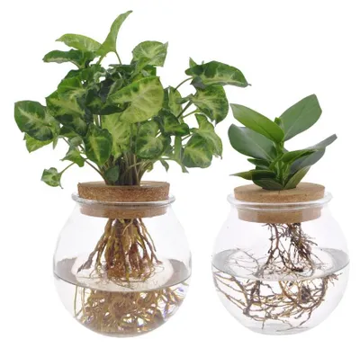 Produktbild von Zwiebelglas Duo Clusia & Syngonium Grün | 2 Stk. - 30cm - Ø12cm - Zimmerpflanze - Immergrün - Multideal