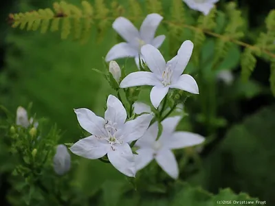 Produktbild von 6 x Hängepolster-Glockenblume E. H. Frost , weiß , TB 9