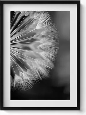 Produktbild von Schwarz-weiße Nahaufnahme einer Schmeißfliege– Wandbild mit Rahmen – Gerahmtes Bild  – Wanddekoration – 50x70 cm –  Schwarz Rahmen