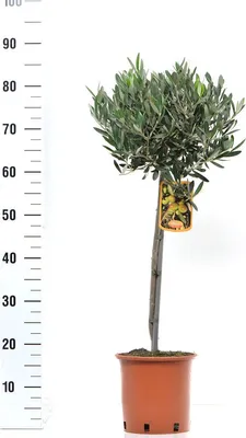 Produktbild von Drzewo oliwne Olea Europea pień 100 cm - topiary do ogrodu, na taras i balkon