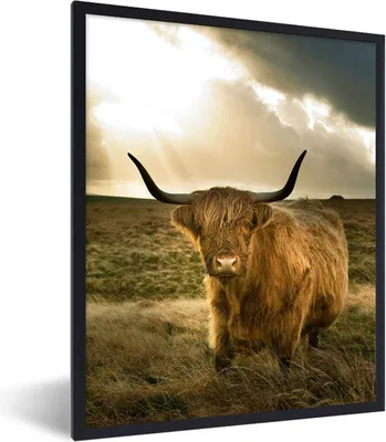 Produktbild von MuchoWow® Gerahmtes Poster Schottischer Hochländer - Sonne - Tiere 60x80 cm - Poster mit Schwarzem Bilderrahmen Wandposter Rahmen Foto Bilder - Premium - Wanddeko Wohnzimmer