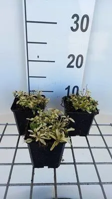 Image de 6 x Origanum vulg. 'Aureum' - Origan - pot 9 x 9 cm